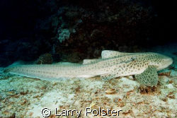 Leopard Shark, D70s, Sigma 14mm, twin Ikelite D125 strobes by Larry Polster 